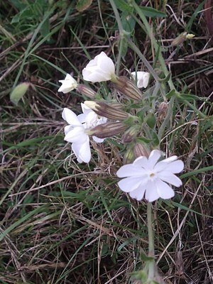 photo of White Campion