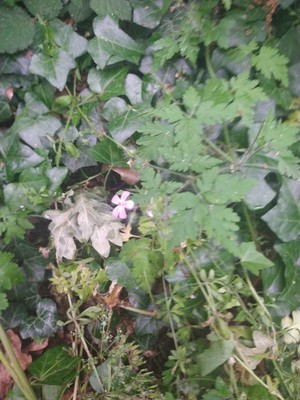 photo of Herb Robert