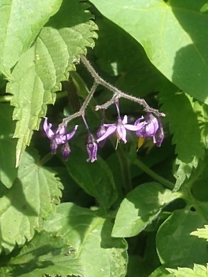 photo of Bittersweet