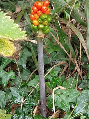 photo of Italian Arum