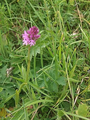 photo of Pyramidal Orchid