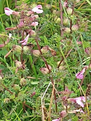 photo of Marsh Lousewort