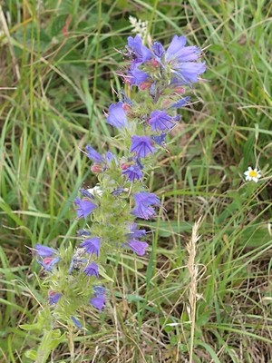 photo of Vipers Bugloss