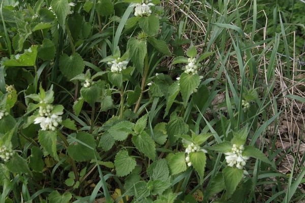 photo of White Dead Nettle