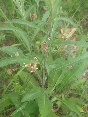 photo of Brown Knapweed