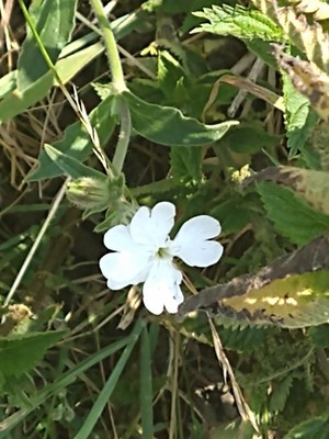 photo of White Campion