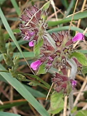 photo of Wild Basil