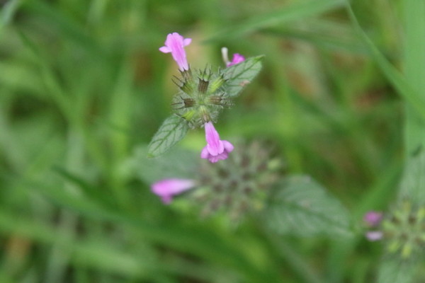 photo of Wild Basil