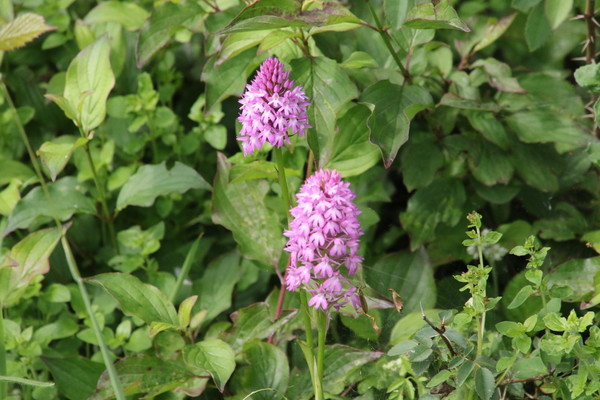 photo of Pyramidal Orchid