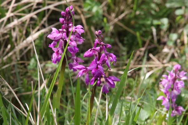 photo of Early Purple Orchid