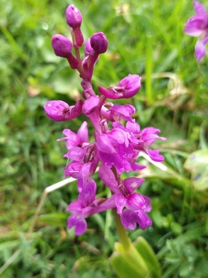 photo of Early Purple Orchid