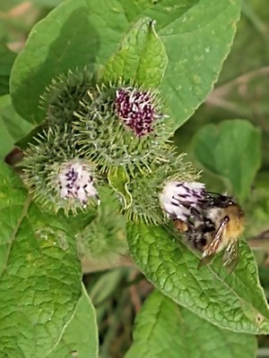 photo of Lesser Burdock