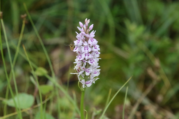 photo of Common Spotted Orchid