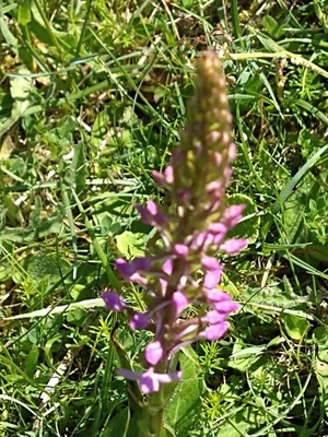 photo of Chalk Fragrant Orchid