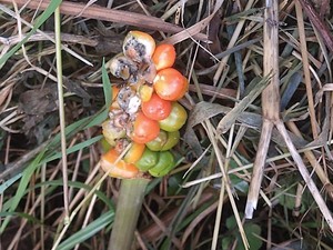 photo of Italian Arum