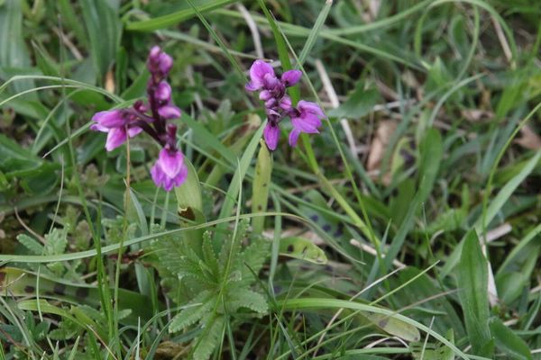 photo of Early Purple Orchid