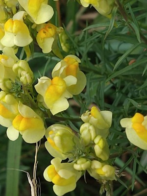photo of Common Toadflax