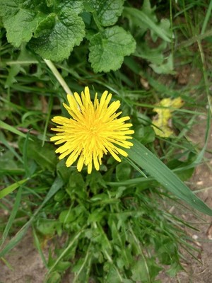photo of Dandelion