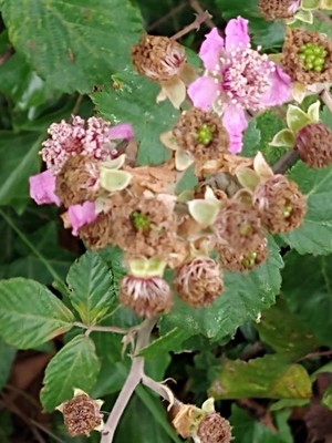 photo of Elm Leaved Bramble