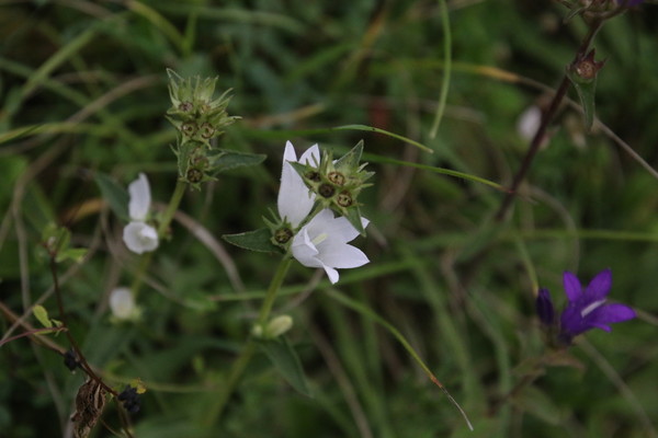 photo of Clustered Bellfower