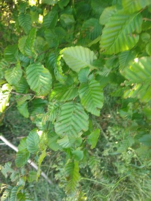 photo of Hornbeam