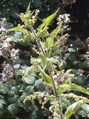 photo of Common Nettle