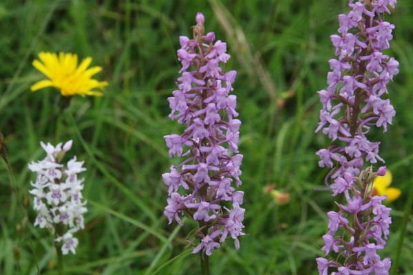 photo of Chalk Fragrant Orchid