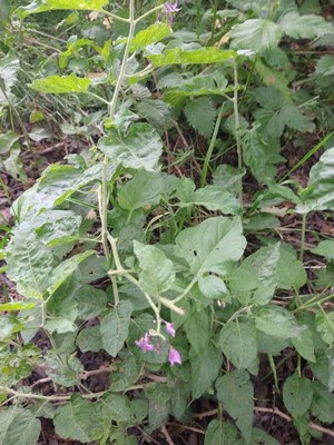 photo of Bittersweet