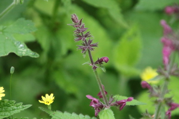 photo of Hedge Woundwort