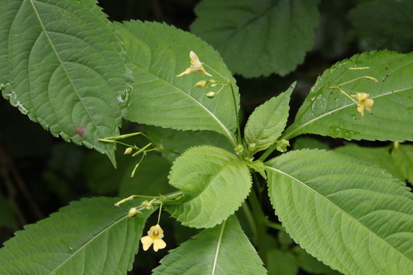 photo of Small Balsam