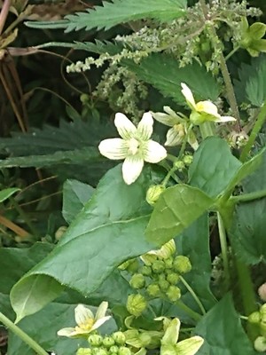 photo of White Bryony