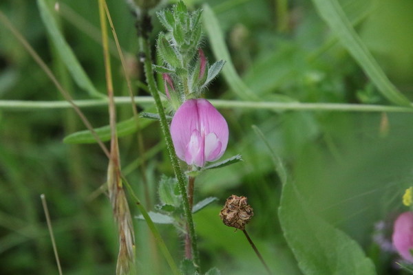 photo of Spiny Restharrow