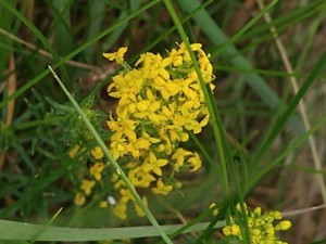 photo of Lady's Bedstraw