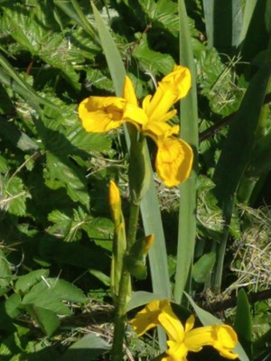 photo of Yellow Iris