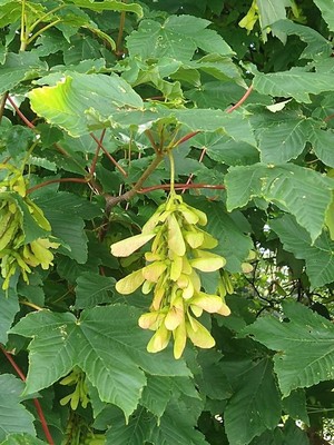 photo of Sycamore