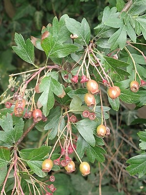 photo of Hawthorn