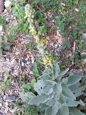 photo of Great Mullein