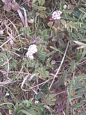 photo of Sqinancywort