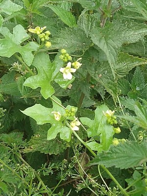 photo of White Bryony