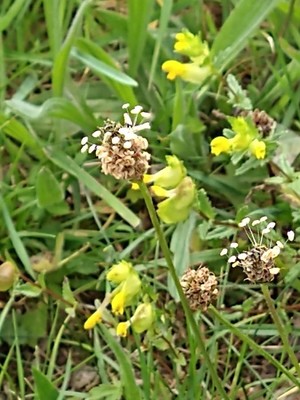 photo of Ribwort Plantain