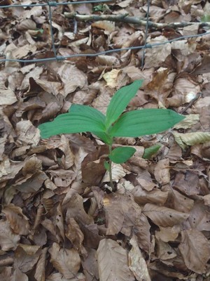 photo of Narrow Lipped Helleborine