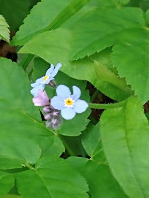 photo of Wood Forget Me Not