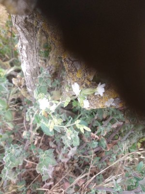 photo of White Campion