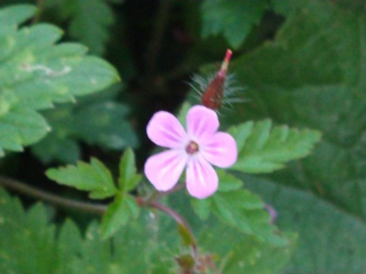 photo of Herb Robert