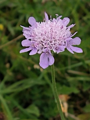photo of Field Scabious