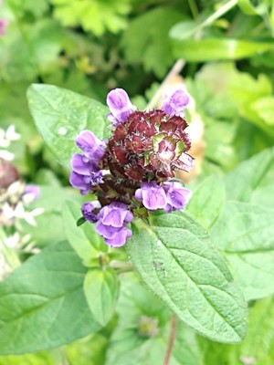 photo of Selfheal