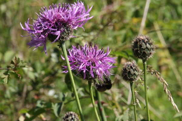 photo of Greater Knapweed