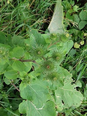 photo of Lesser Burdock