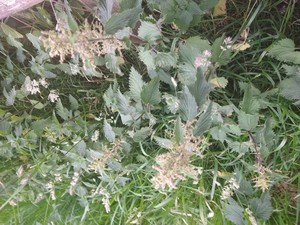photo of Common Nettle