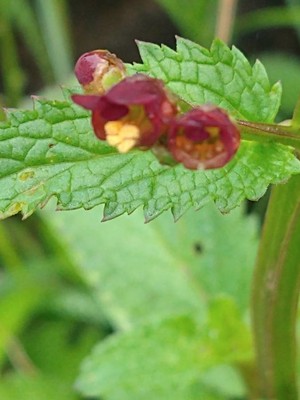 photo of Water Figwort
